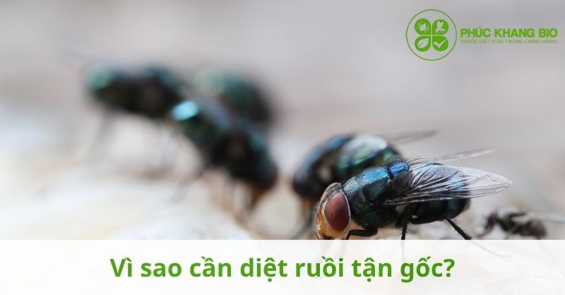 Vì sao cần diệt ruồi tận gốc?