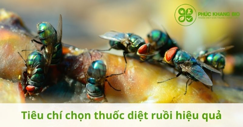 Tiêu chí chọn thuốc diệt ruồi hiệu quả