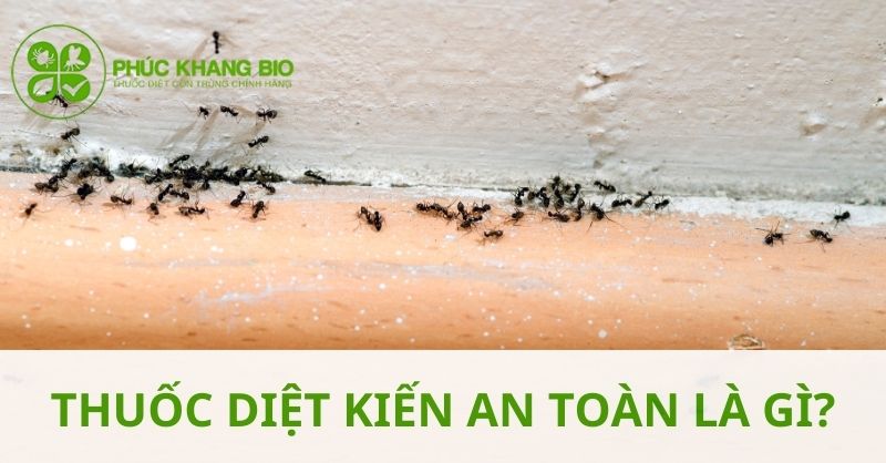 Thuốc diệt kiến an toàn là gì