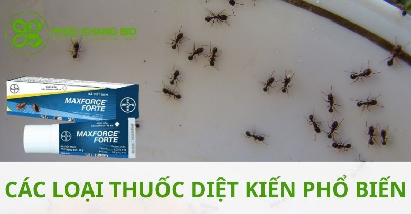Các loại thuốc diệt kiến an toàn