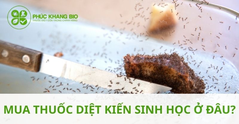 Mua thuốc diệt kiến sinh học an toàn ở đâu